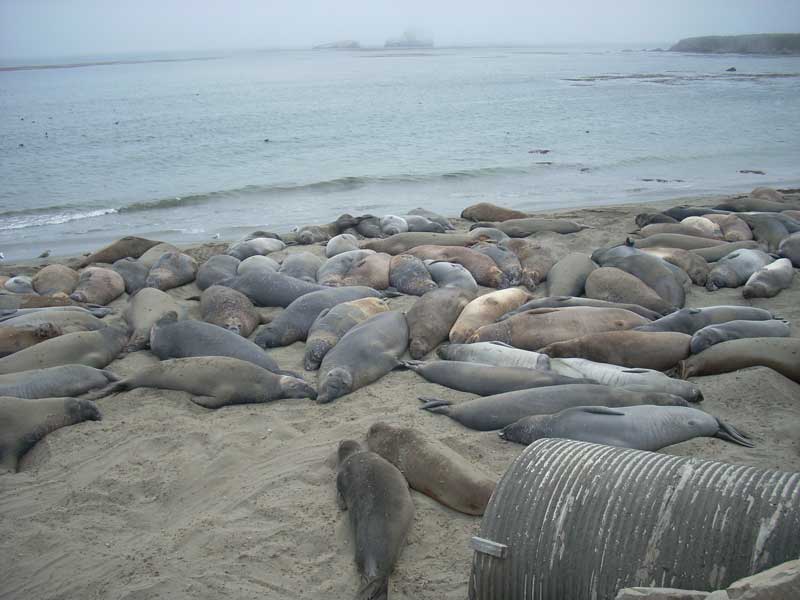 Elephant Seals on the Central California Coast