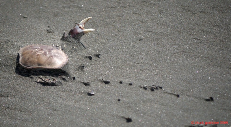 4. Zombie Crab emerges from the Sand.