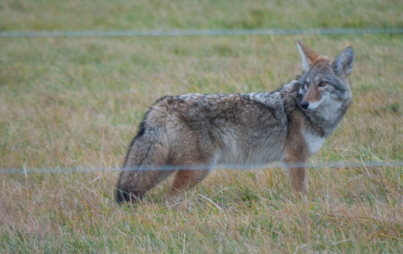 Young Coyote.