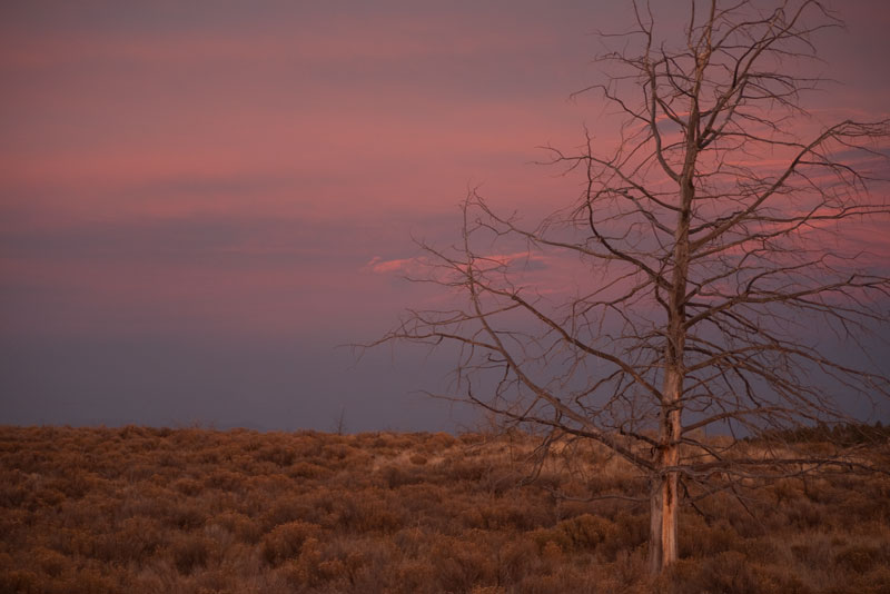 Dead Juniper on a Firery Sky