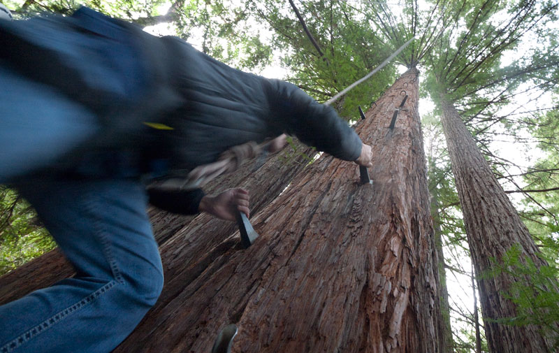 Going up the tree.