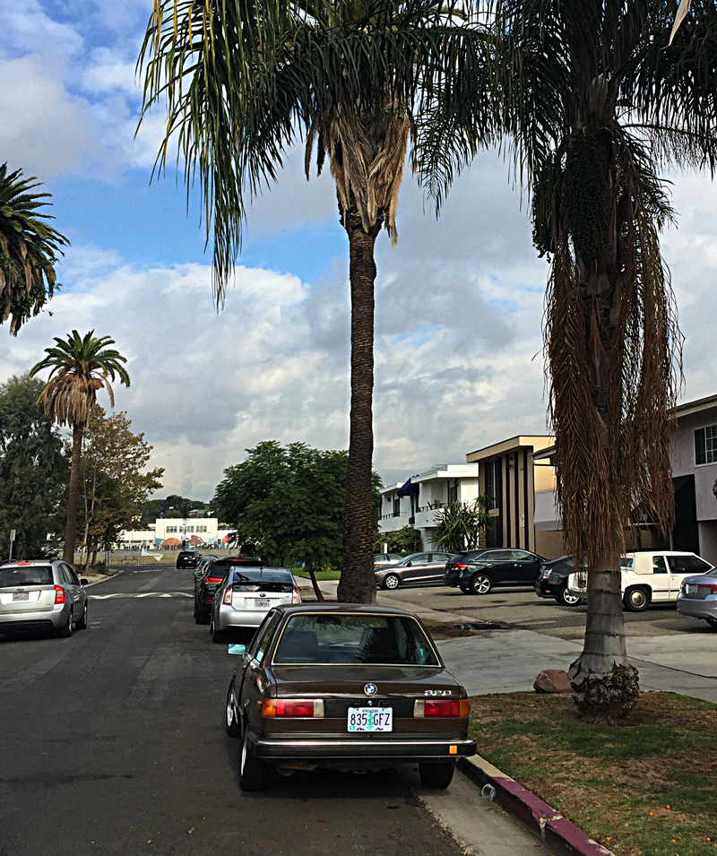 Palm Trees outside the previous owner's place in Los Angeles.