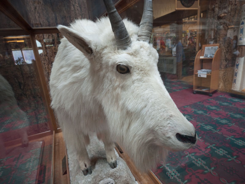 Goat Under Glass, Glacier Park Lodge. Montana.