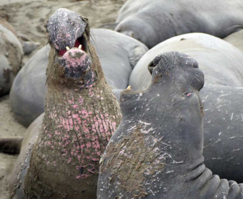 Elephant Seals bicker over sleeping spots on the beach.
