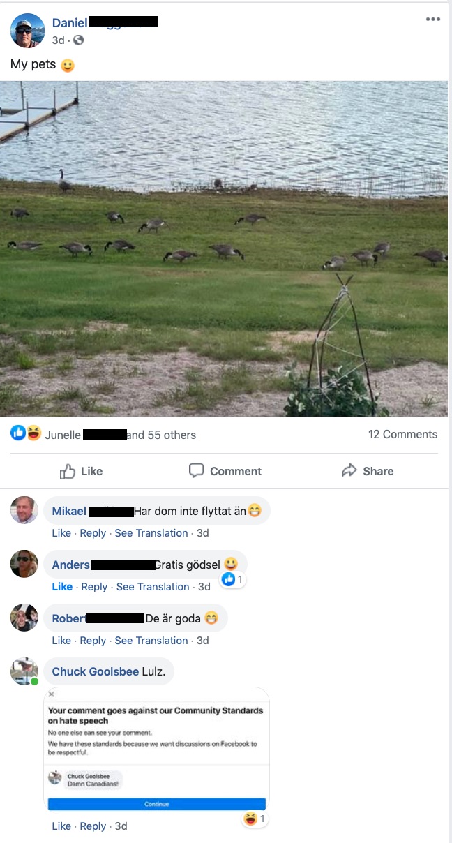 Geese on Daniel's lawn