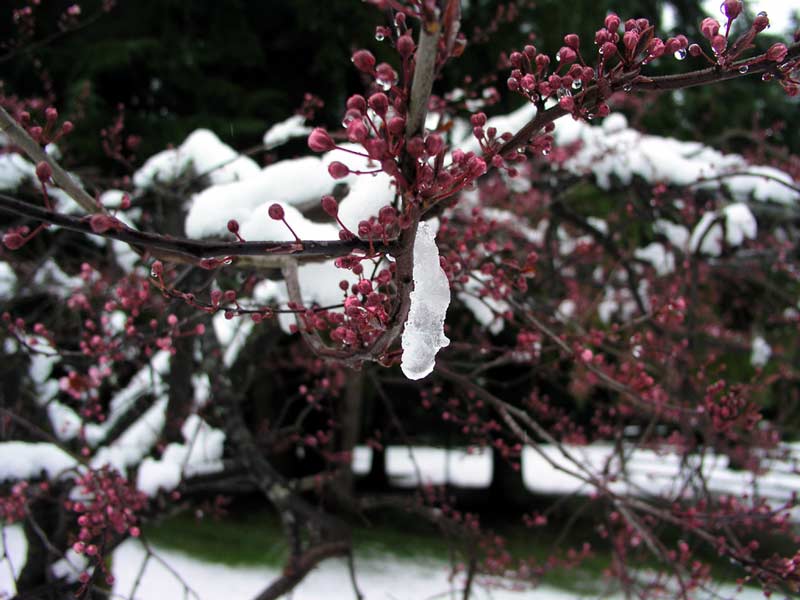Plum Tree with Snow