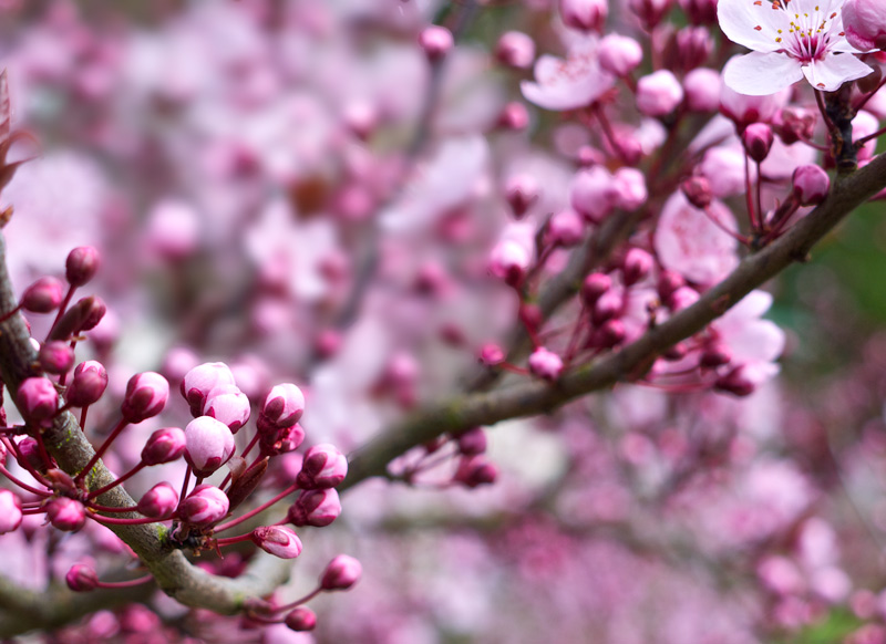 A Bloomin' Early Spring